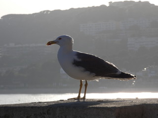 Cuerpo de gaviota en posición relajada con el fondo desenfocado de la costa catalana, mar mediterráneo