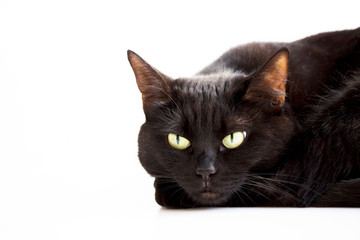 Closeup portrait of a Halloween young black cat with green eyes lying with its head on its front paws, on a white background.
