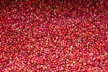 Dry red barberry in the market