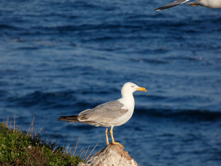 Gaviota en las rocas de un acantilado en la costa mediterránea. Fondo de azul del mar mediterráneo