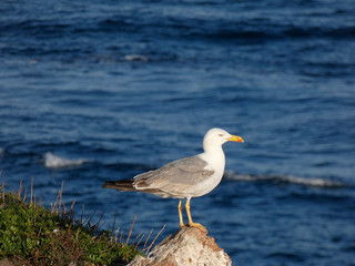 Gaviota con el fondo azul del mar mediterráneo; gaviota en una roca de un acantilado
