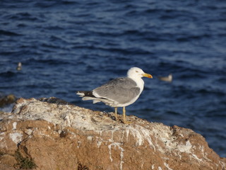 Gaviota con el fondo azul del mar mediterráneo; gaviota en una roca de un acantilado