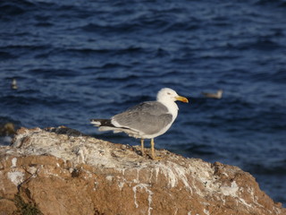 Gaviota en la costa catalana en una roca o repisa de un acantilado