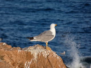 Gaviotas en un acantilado de la costa mediterránea