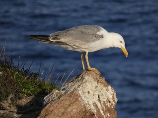 Gaviota sobre una roca y el fondo del mar mediterráneo. Gaviota relajada