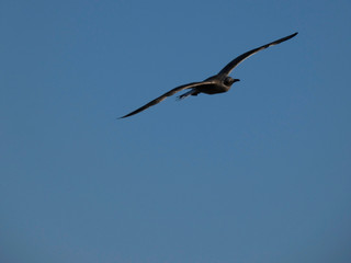 Gaviota volando y surcando el cielo azul. Las gaviotas tienen grandes alas y saben aprovechar muy bien los vientos y las térmicas