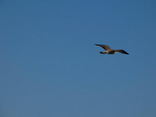 Gaviota volando y surcando el cielo azul. Las gaviotas tienen grandes alas y saben aprovechar muy bien los vientos y las térmicas