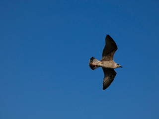Gaviota volando y surcando el cielo azul. Las gaviotas tienen grandes alas y saben aprovechar muy bien los vientos y las térmicas