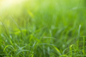 Green Abstract bokeh from nature background