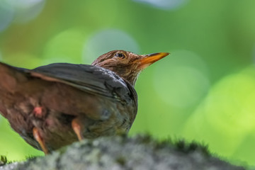 Amsel oben im Baum
