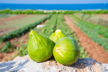 Fresh green figs on the rock with agriculture field and blue sea on the background