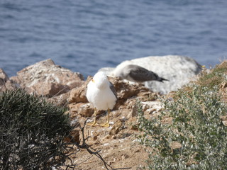 Parejas de gaviotas y sus polluelos, la gaviota adulta es la que tiene las plumas más claras, el polluelo o la gaviota más joven tiene las alas y las plumas más oscuras