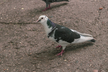 Urban birds in the park. Pigeons eat asphalt feed.