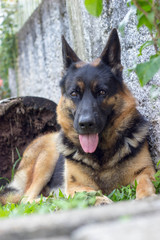 GERMAN SHEPHERD