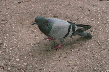 Urban birds in the park. Pigeons eat asphalt feed.