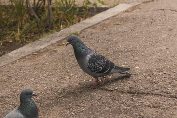 Urban birds in the park. Pigeons eat asphalt feed.