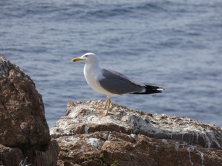 Gaviota en un acantilado del mediterráneo, con el fondo del azul mediterráneo.