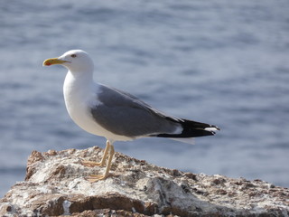 Gaviota en un acantilado del mediterráneo, con el fondo del azul mediterráneo.
