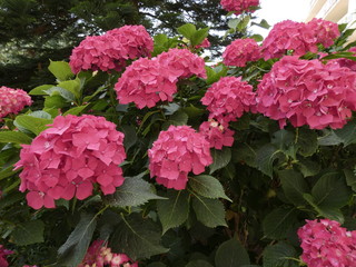 Preciosas y grandes Hortensias en un jardín muy bien cuidado y regado