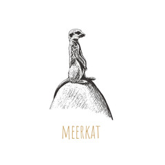 Meerkat vector illustration.