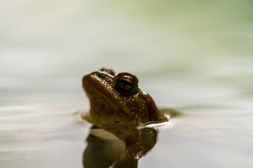 A frog in a lake