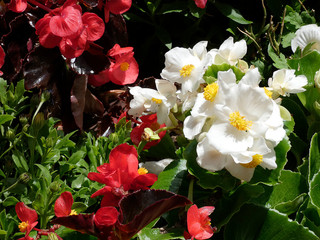 Bonitas y preciosas Flores y plantas de jardín primaverales