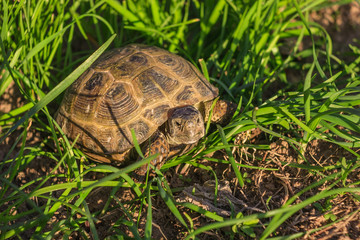 Steppe turtle crawling in the grass.