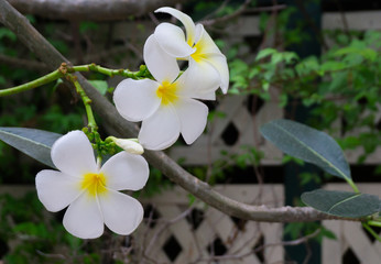 White Plumeria flowers yellow pollen bouquet blooming on plant at flower garden, Frangipani, Temple tree, beautiful nature background
