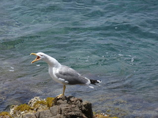 Gaviota gritando y avisando del peligro o bien llamando a su polluelo para volver al nido