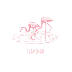 Flamingo on water. 