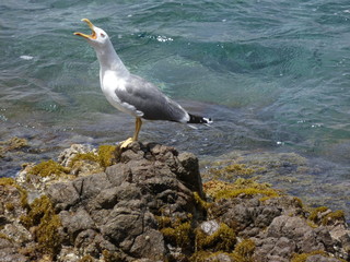 Gaviota gritando y avisando del peligro o bien llamando a su polluelo para volver al nido