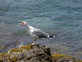 Gaviota gritando y avisando del peligro o bien llamando a su polluelo para volver al nido