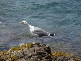 Gaviota gritando y avisando del peligro o bien llamando a su polluelo para volver al nido