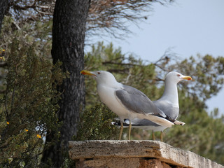 Gaviotas en un acantilado de la costa mediterránea