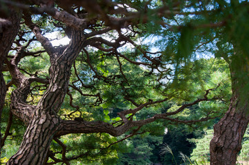 Tokyo garden, a hundred years of pine