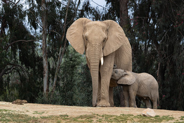 Obraz premium elephant in zoo