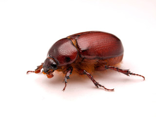 May beetle, Phyllophaga species, in Baja Mexico, photographed on white background, side view