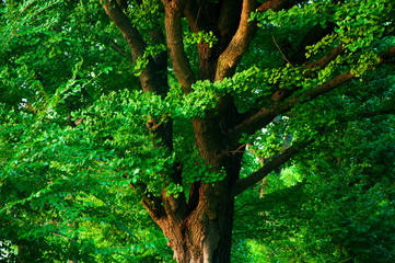 Ueno Park, Tokyo, Japan, cool, quiet park, green trees, centuries-old apricot tree
