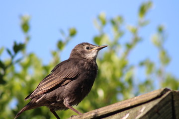 baby starling