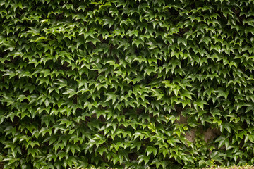 Green ivy. Concept background and texture