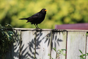 blackbirds 