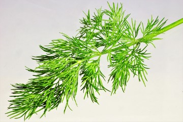 Dill garden - herbaceous plant, seasoning for food. Dill is a popular aromatic spice, pleasant taste, used fresh, dried in salty form. Young fresh dill is ideal for adding salads, soups, snacks.
