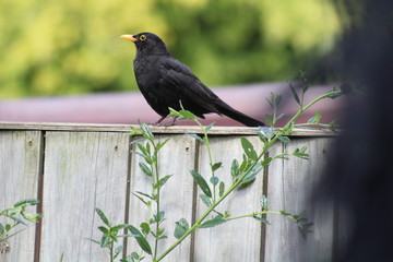 blackbirds 