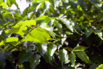 Fototapeta na wymiar green. branches and leaves summer