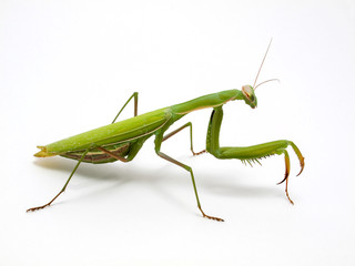 Giant Asian preying mantis, Hierodula membranacea, photographed on white background, side view
