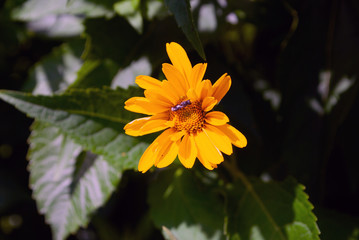 flowers in the garden. bee collects pollen. summer