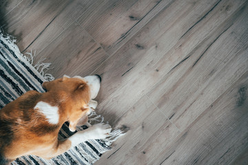 Plakat Beagle dog peacefully sleeping on striped mat on laminate floor. Pets in cozy home top view image.