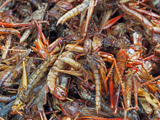 Fried grasshoppers for sale as snack by street vendor in Chatuchak Weekend Market, Bangkok, Thailand 