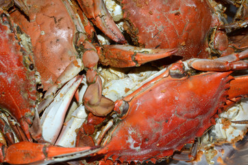 CRABS CRABS/ MARYLAND CRABS