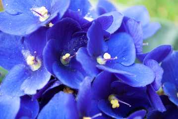 Fototapeta na wymiar blue violet macro. flower. in the sun. summer
